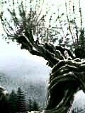 Arbol