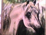Caballo