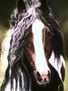caballo