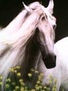 caballo