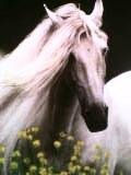 caballo 