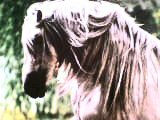 Caballo