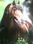 caballo