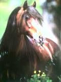 caballo 
