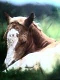 Caballo