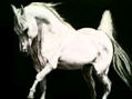 caballo