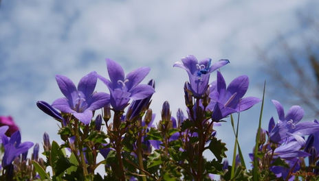 Azules