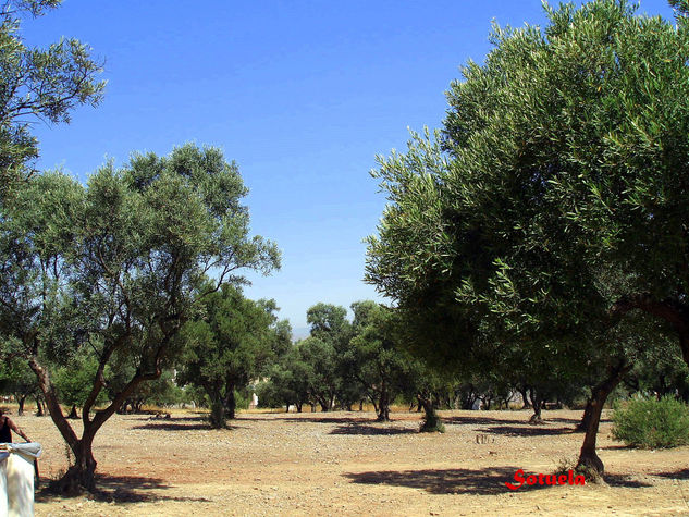 Málaga Churriana Olivos Naturaleza Color (Digital)