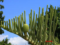 Araucaria fruto