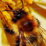 MACROS thumbnail 2