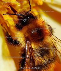 Abeja mojada