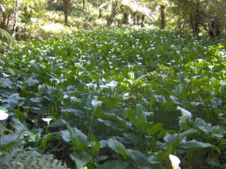 Mar de flores