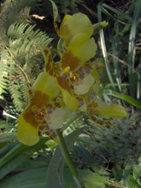 Orquidea Salvadoreña