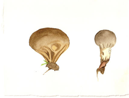 Peos de lobo