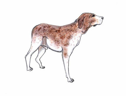 Perro cojo