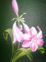 flor rosa