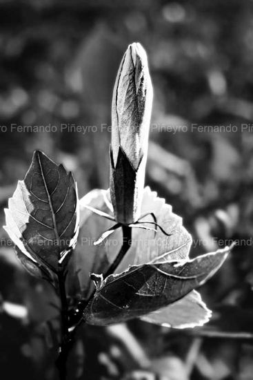 Boton de rosa Naturaleza Blanco y Negro (Digital)