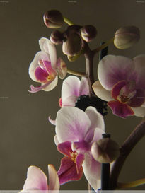 Orquidea