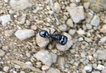 La hormiga