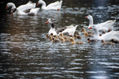 TODOS LOS PATITOS