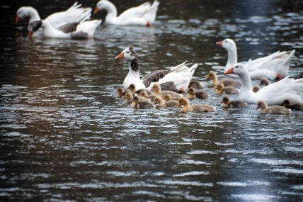 Todos los patitos