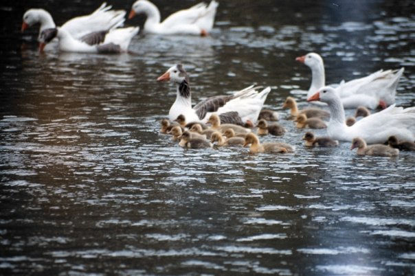 TODOS LOS PATITOS 