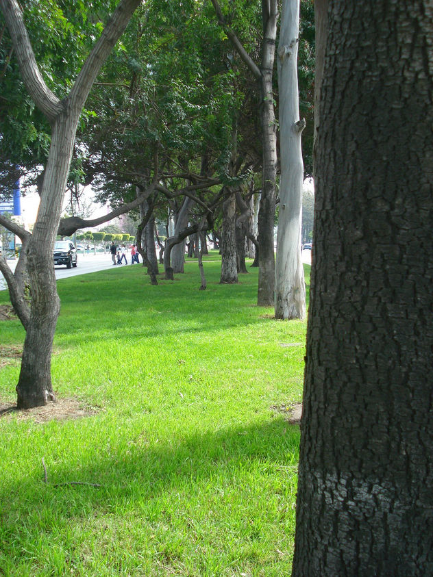 Oasis en medio de la Jungla de Acero