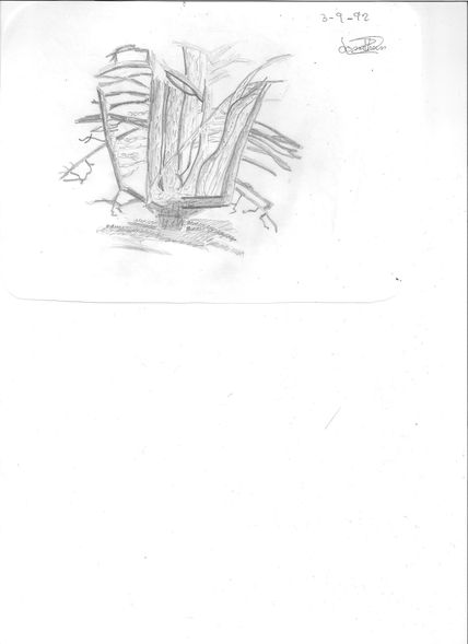 Arbol