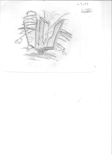 Arbol