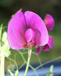 Morado