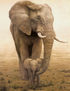 elefante