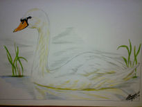 Cisne