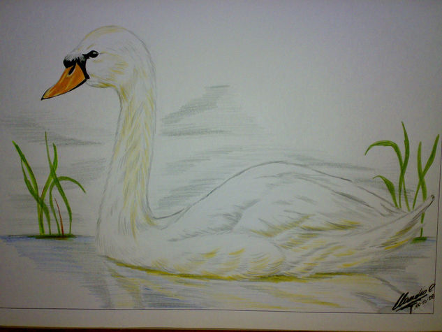 cisne 