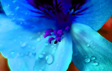 Colores