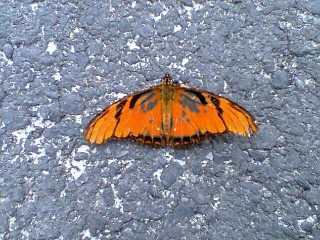 Mariposa de asfalto 