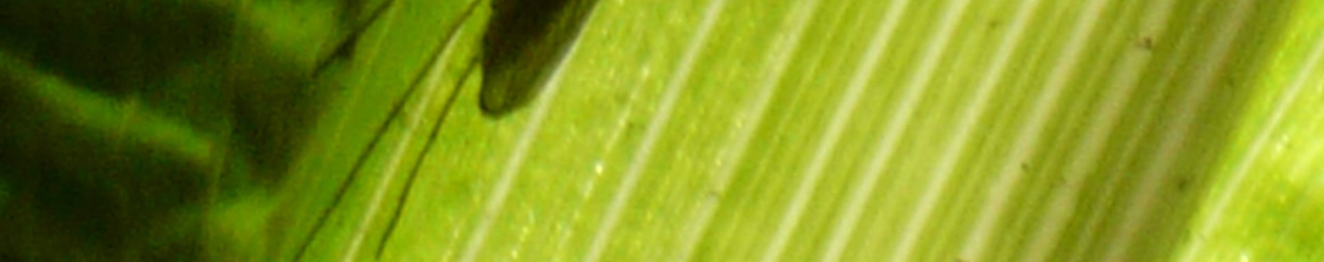 Imagen de portada