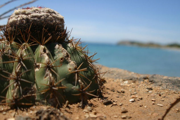 Montaña de espinas 