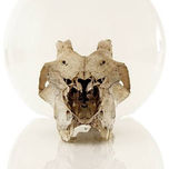 Animal thumbnail 2