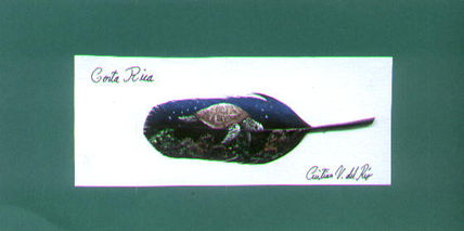 Decora plumas