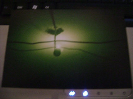 Luz verde  para la...