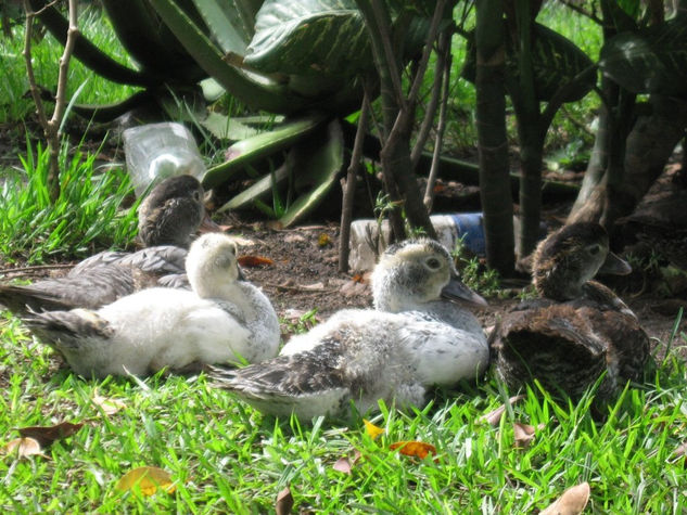 PATOS AL DESCANZO 1 Naturaleza Color (Digital)