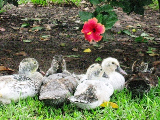 PATOS AL DESCANZO 2 Naturaleza Color (Digital)