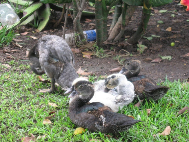 PATOS AL DESCANZO 3