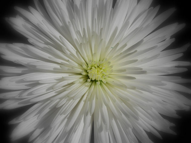 flor
