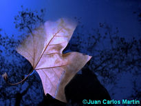 Hoja y agua (1)