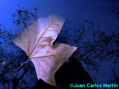 Hoja y agua (1) 