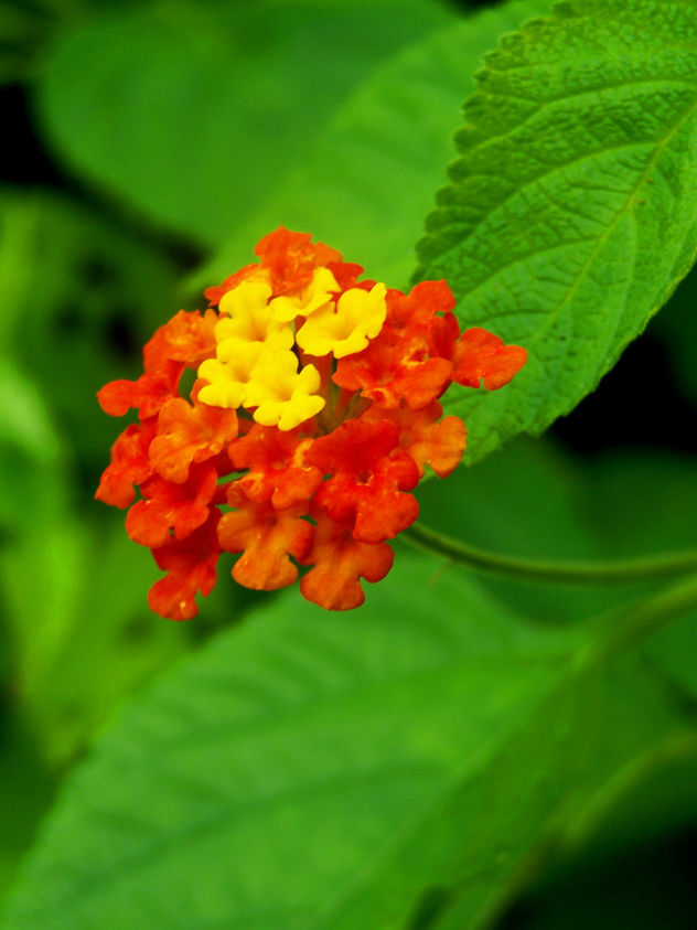 florecita