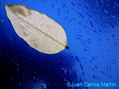 Hoja y agua (2) 