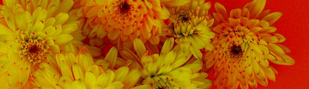 mas flores