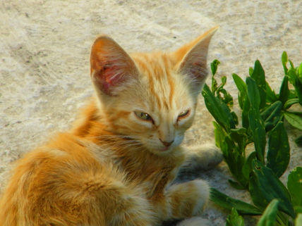 Gatito